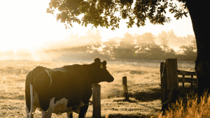 Sabor Rural Galicia - Alimentos gourmet desde los productores a tu casa