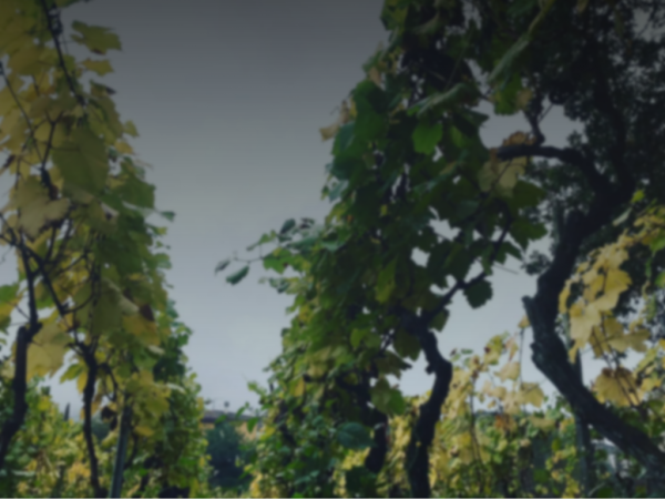 portada bodegascunqueiro1