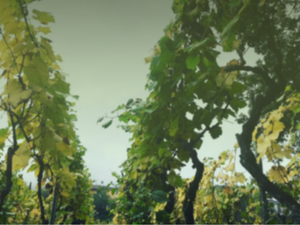 portada bodegascunqueiro2