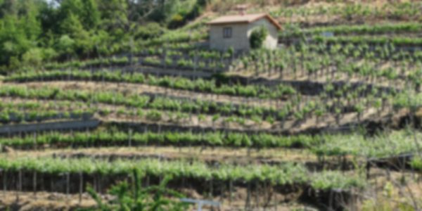 terras mancas 12 copia